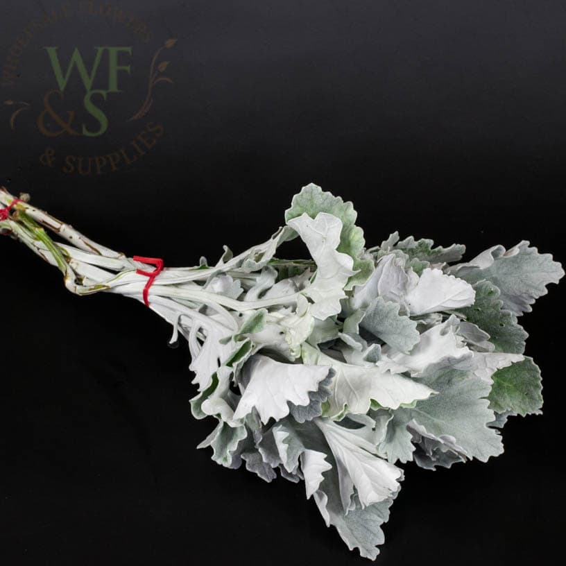 Dusty Miller Greens