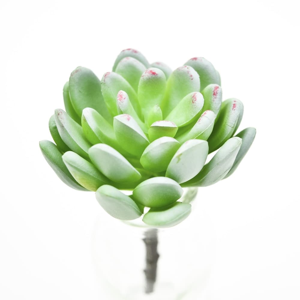 Sedum Clavatum Succulent Pick Green