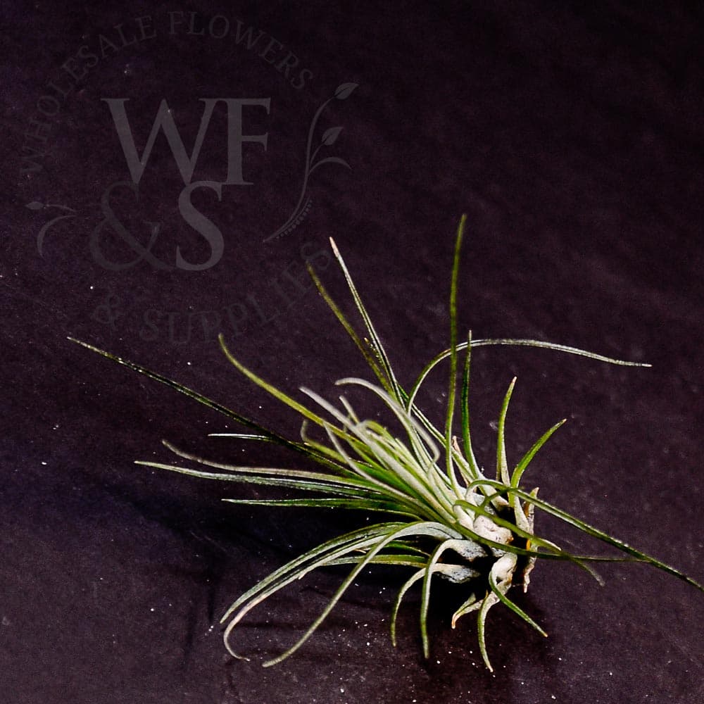 Tillandsia filifolia small air plants