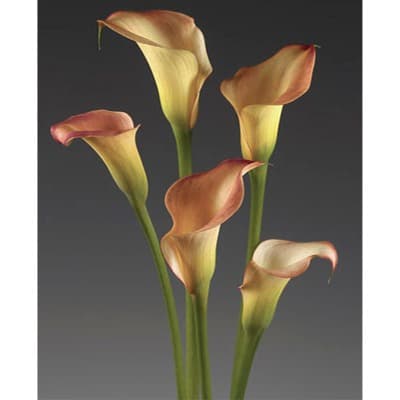 Orange Calla Lilies