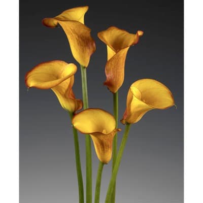 Fresh Cut Calla Lilies