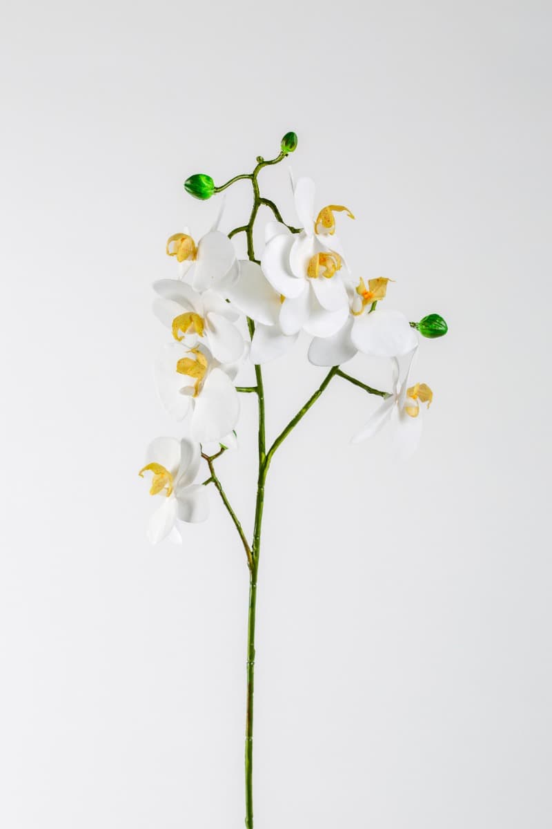 24" White Phalaenopsis Orchid Spray
