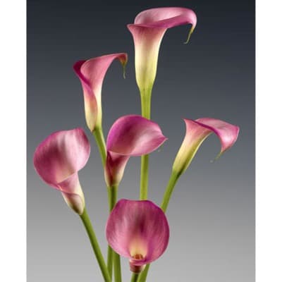 Hot Pink Calla Lilies