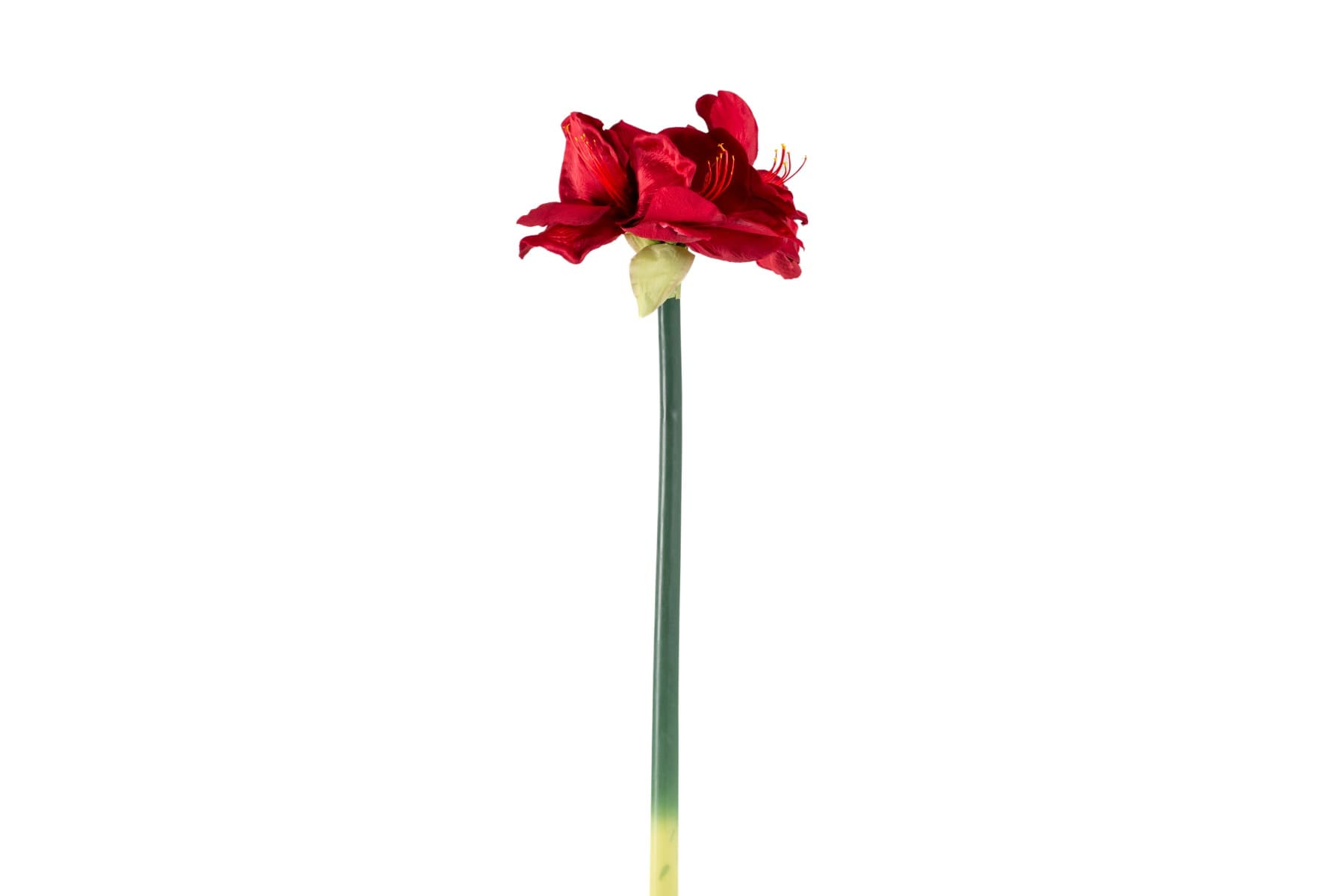 27" Red Amaryllis Spray