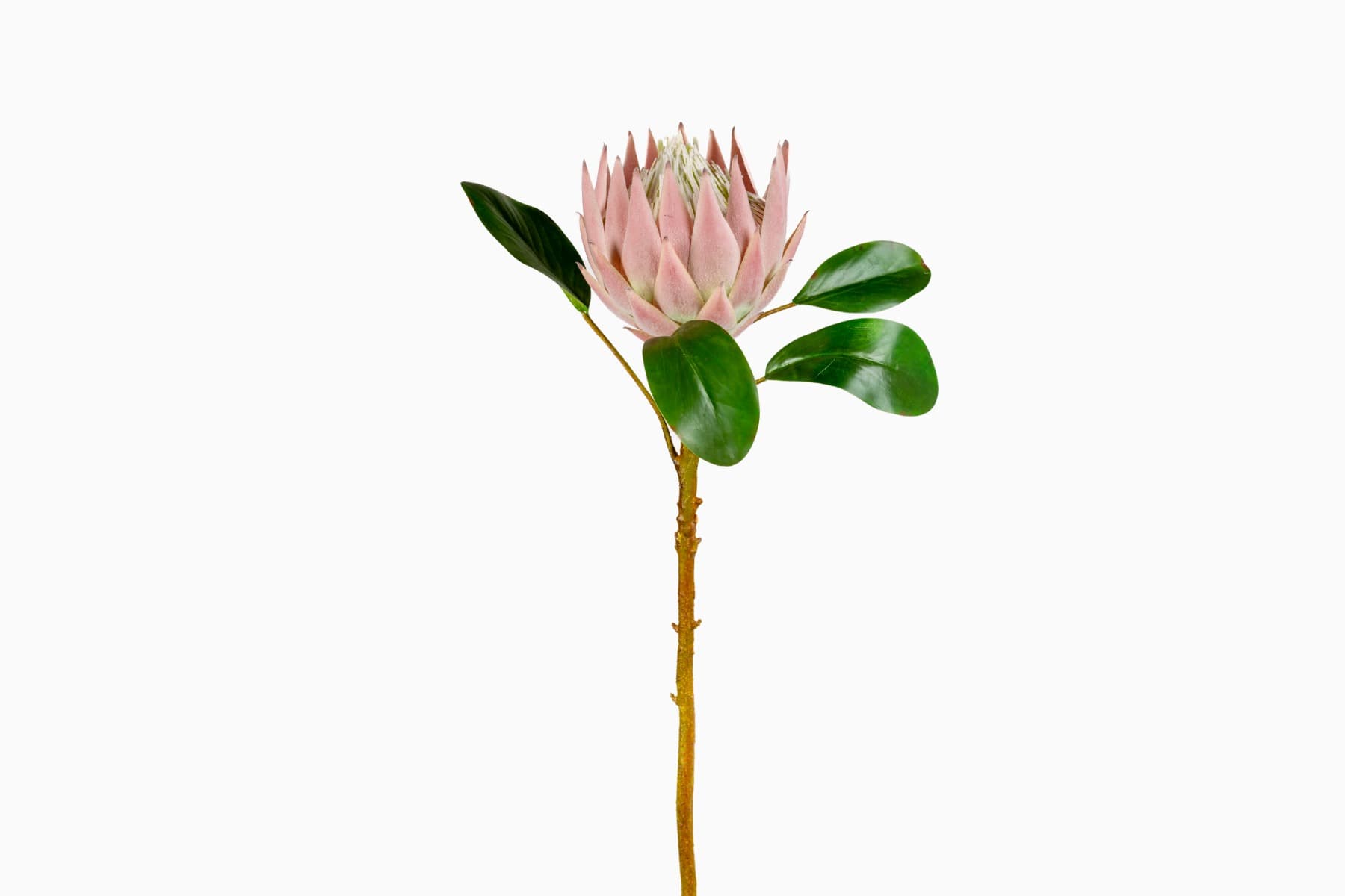 26" Pink Queen Protea Spray