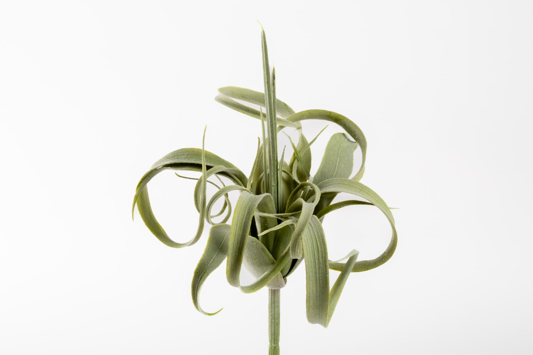 8" Green Tillandsia Pick
