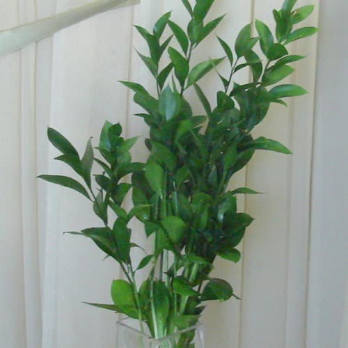 Israeli Ruscus