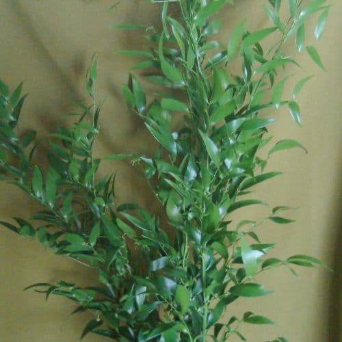 Italian Ruscus