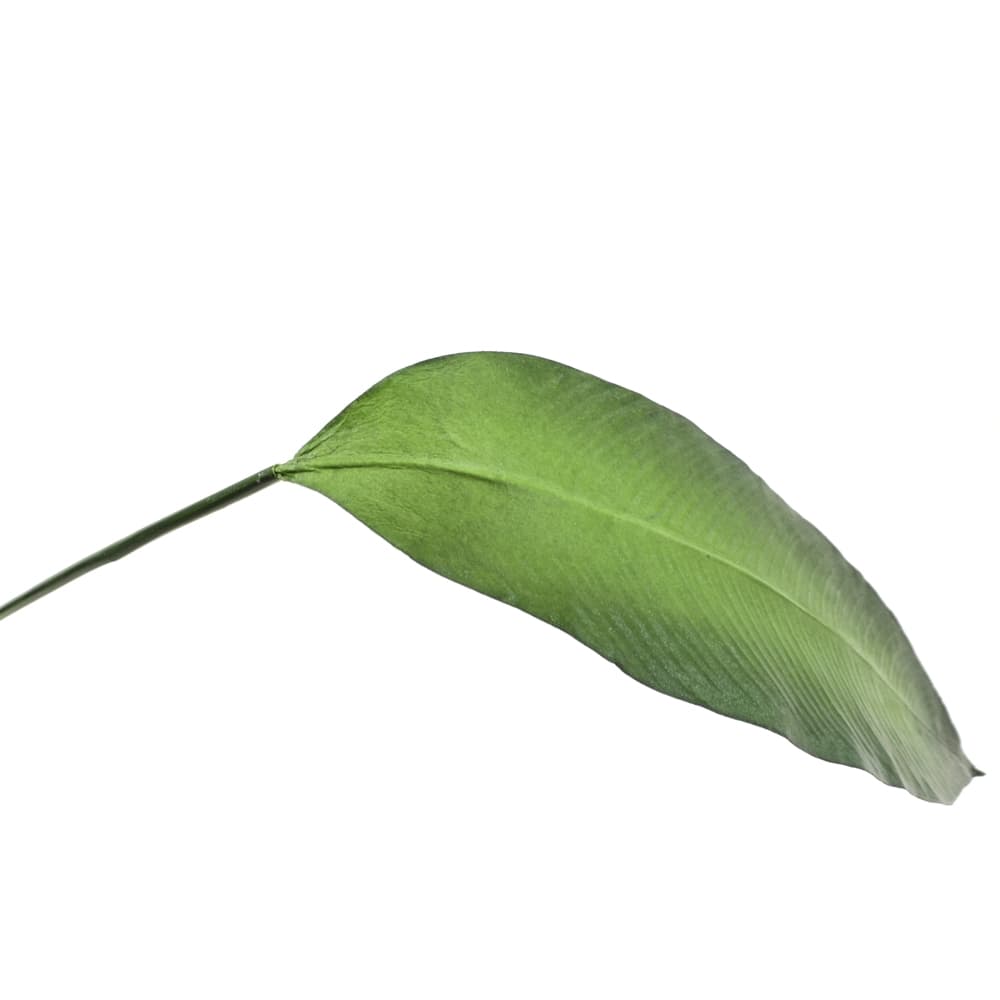 Bird of Paradise Leaf - Artificial