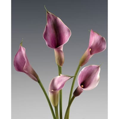 Lavender Calla Lilies