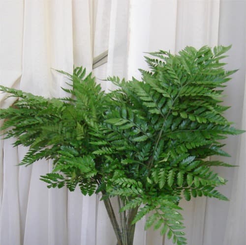Leather Fern