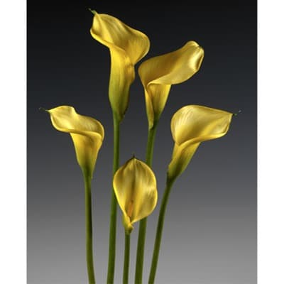 Lemon Drop Pastel Mini Calla Lily