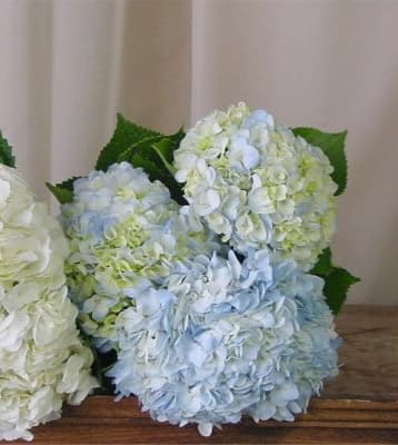 Light Blue Hydrangea