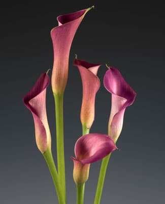 Lipstick Mini Calla Lilies
