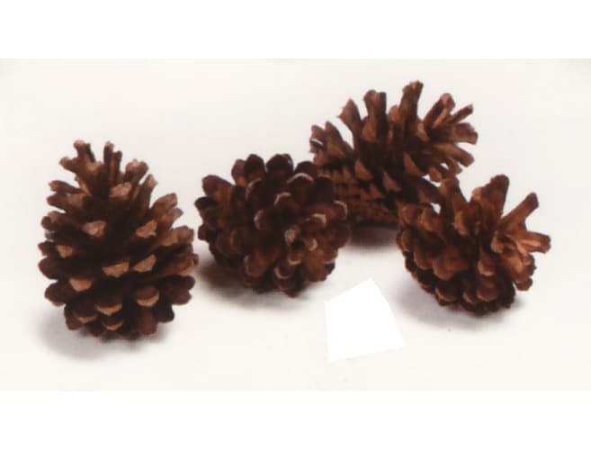 Lodgepole Pine Cone Bag