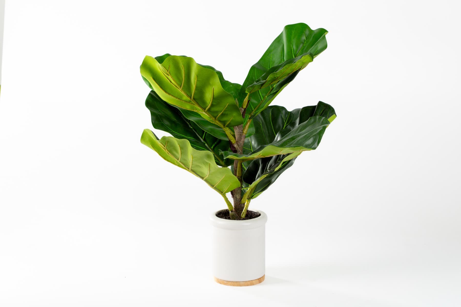 21" Ceramic Potted Fiddle Leaf Fig