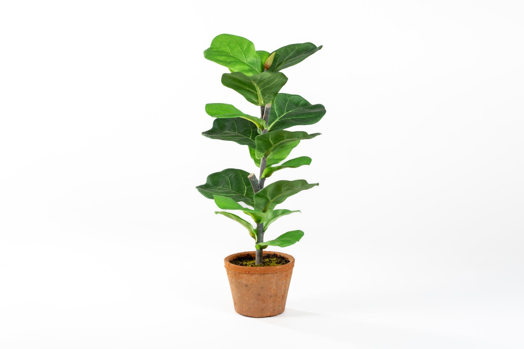 16" Fiddle Leaf Fig Tree in Clay Pot