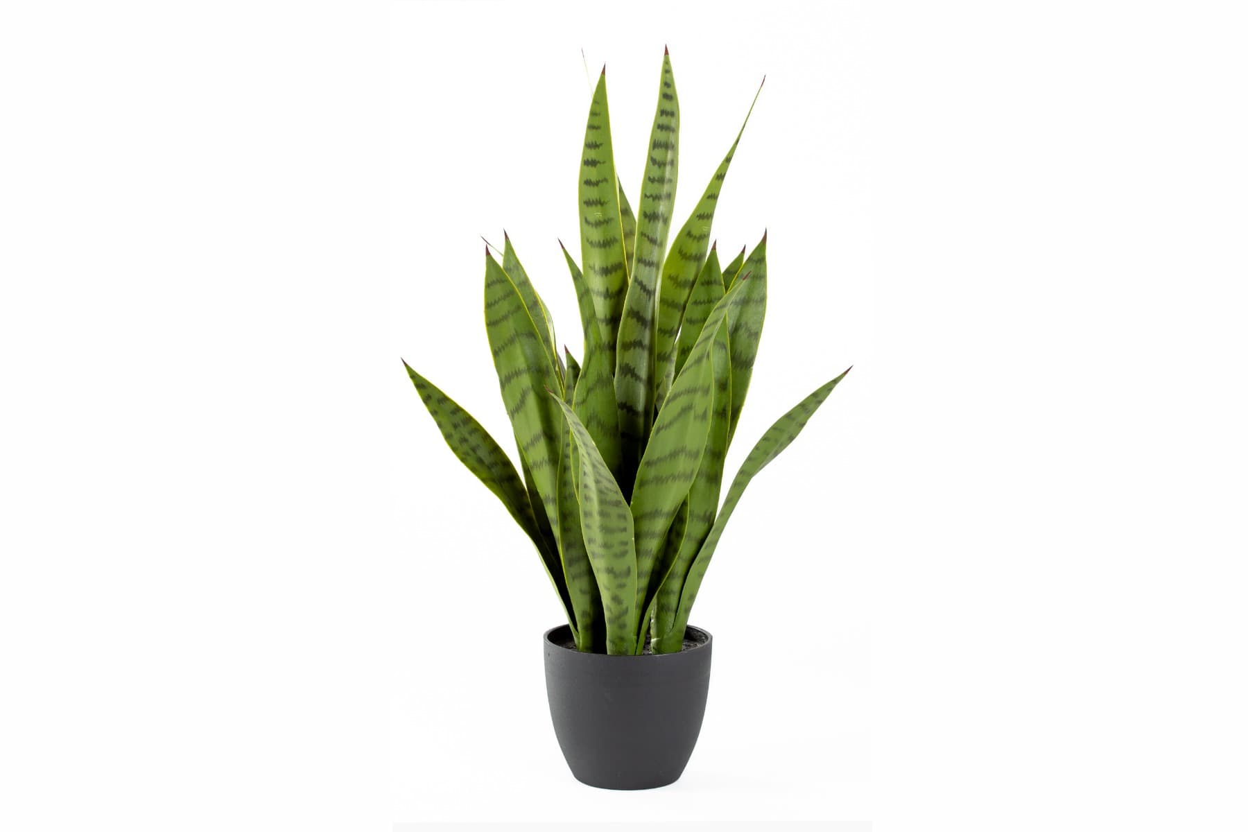 24.5´´ Potted Sansevieria