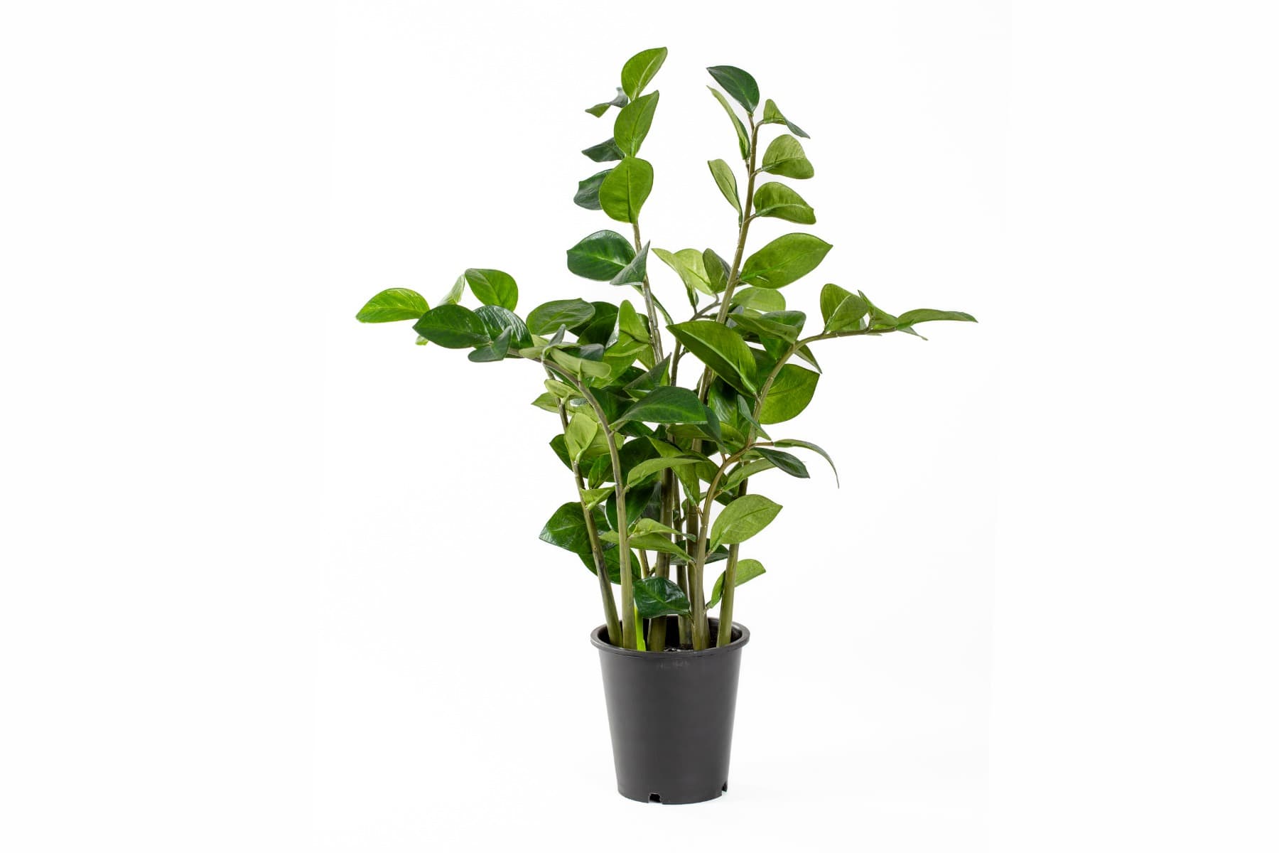 25" Zamioculcas Potted Plant