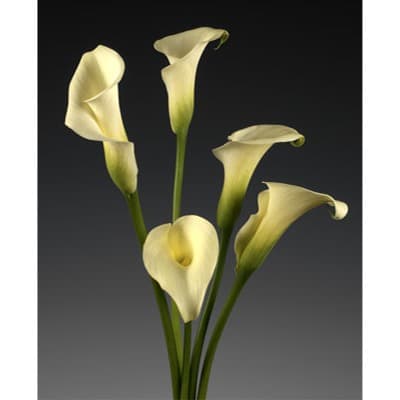 Yellow Calla Lilies