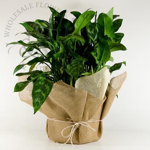 Natural Burlap Pot Gift Wrap