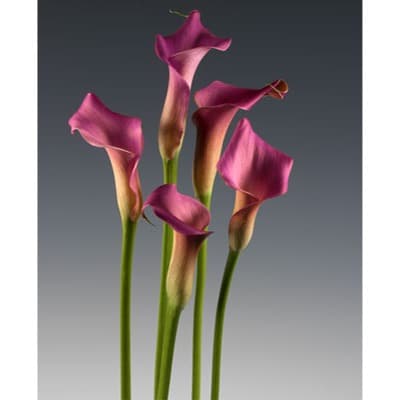 Neon Armour Mini Calla Lilies