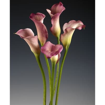 Parfait Mini Calla Lilies