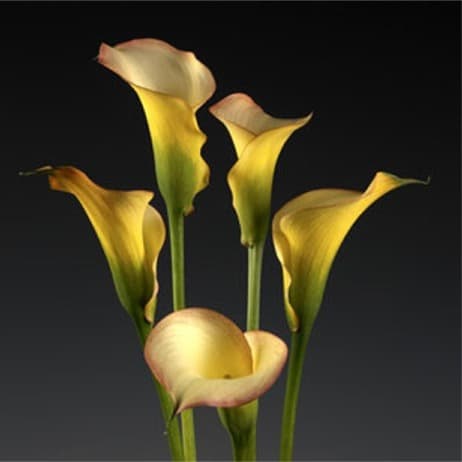 Bi-Color Calla Lilies
