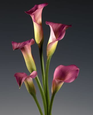 Pillow Talk Mini Calla Lily
