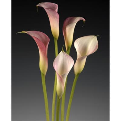 Pastel Pink Calla Lilies