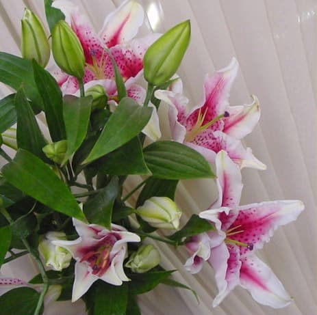 Pink Oriental Lilies 50 Stems