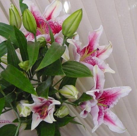 Pink Oriental Lilies 160 Stems