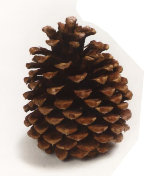 Ponderosa Pine Cones