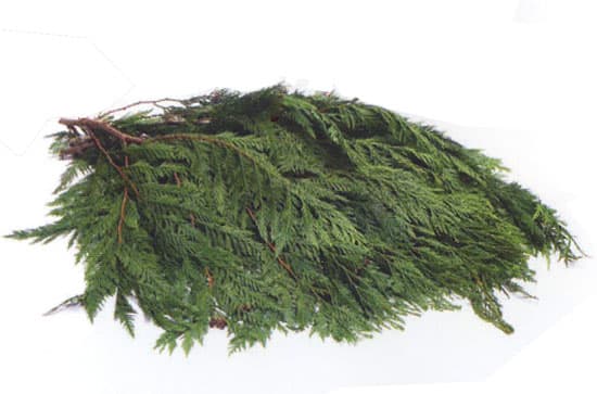 Port Orford Cedar Bunch