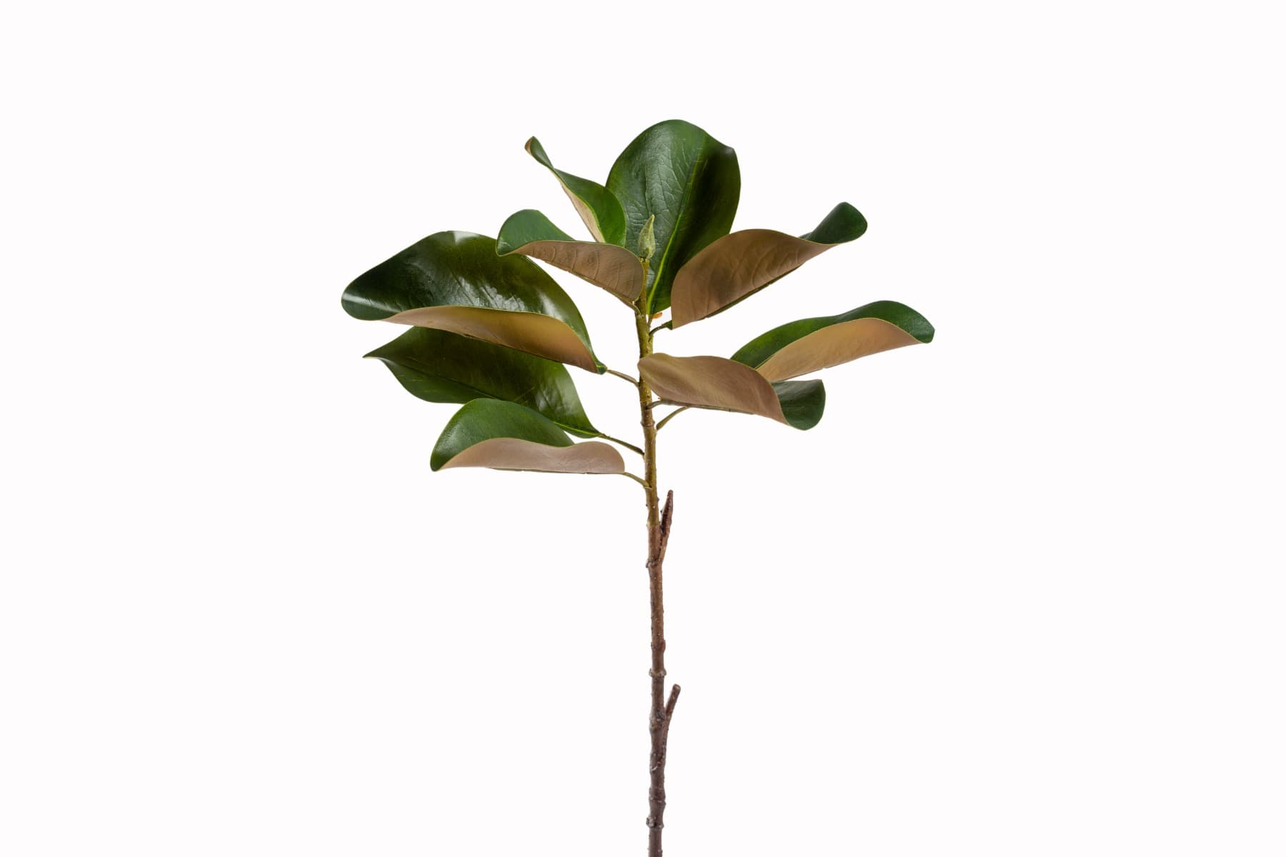 23" Magnolia Leaf Spray