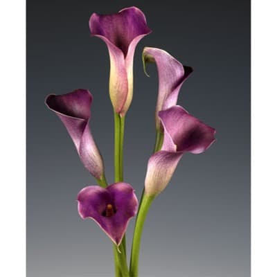 Purple Calla Lilies