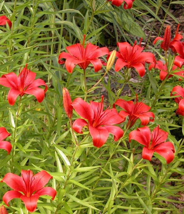 Red Asiatic Lily 10 stems