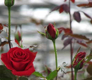 Red Roses