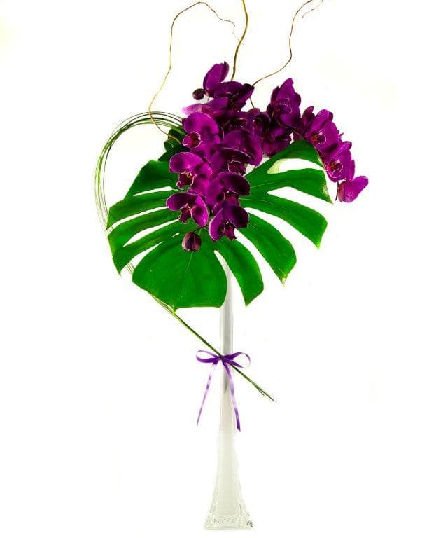 Roxana's Phalenopsis Art