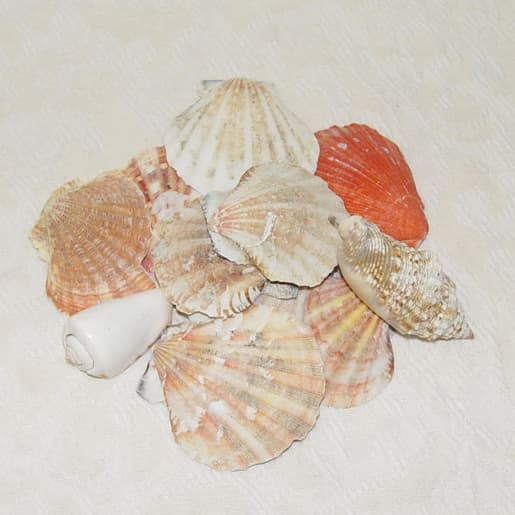 Medium Bag Seashells