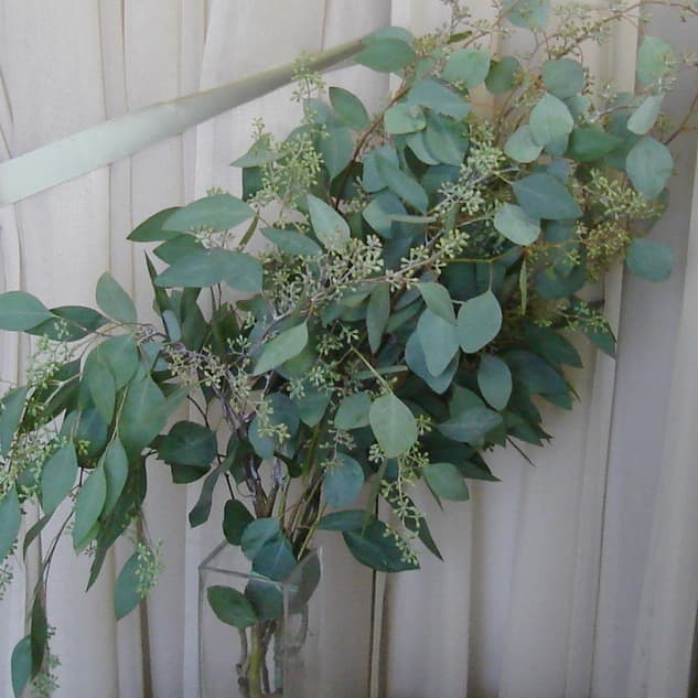 Seeded Eucalyptus