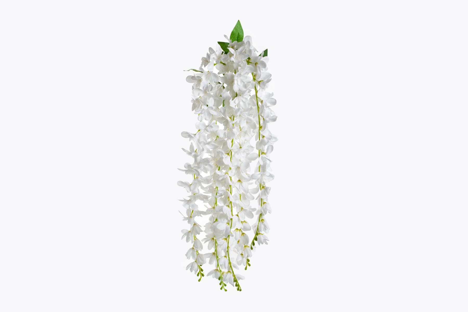 32" White Delphinium hg bush