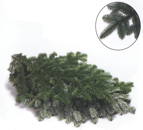 Silver Fir