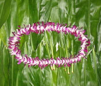 Single Dendrobium Orchid Lei