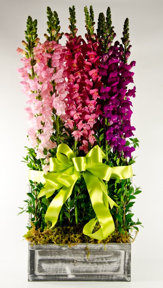 SnapDragon Garden<br /> CL-1598