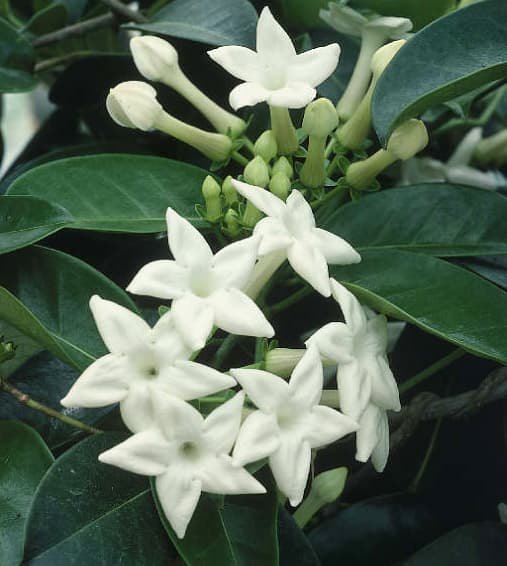 Stephanotis Blooms (25)