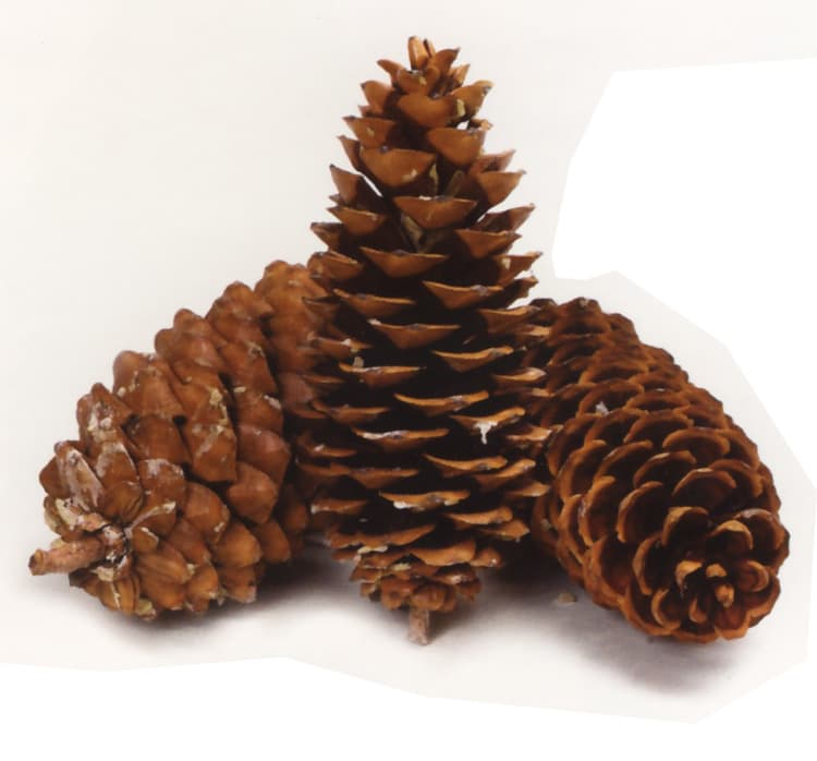 Sugar Pinecones