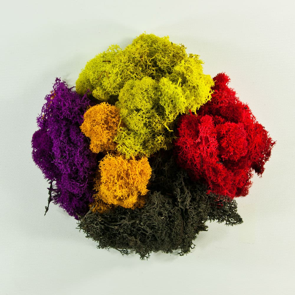 Super Moss Preserved Reindeer Moss