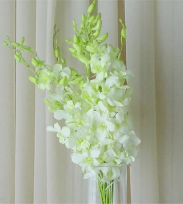 Thai White Dendrobium