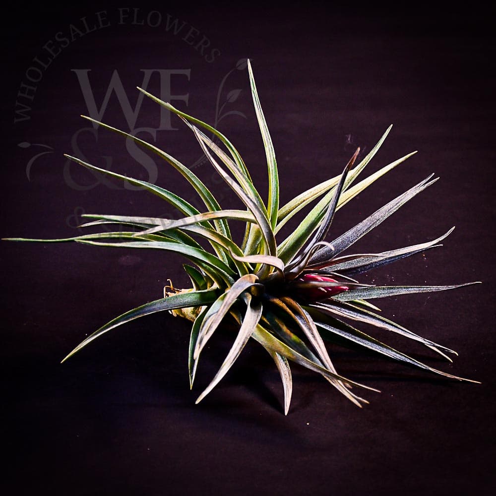 Tillandsia Aeranthos purple medium
